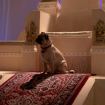Roxie the pug at her rightful place by the Taj Mahal throne.